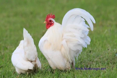 8+ Fertile Show Quality Serama Chicken Hatching Eggs