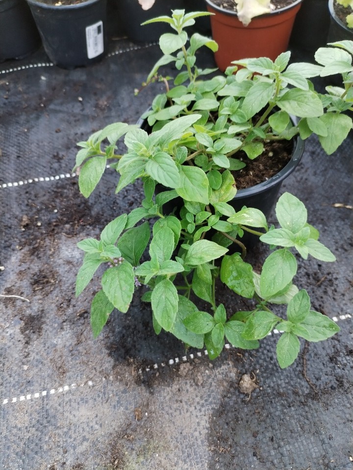 BananenMinze Mentha arvensis Pflanze Gewürz Kräuter mehrjährig eBay