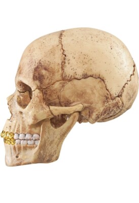 4D Supreme Human Skull With Gold Grill FW2023 Model / Puzzle NEW