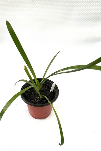 1 Pot Agapanthus White-Lily of the Nile-Garden Plant - Picture 5 of 10