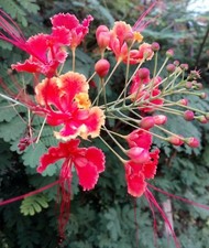 50/100 Seeds Rose/Yellow/Red Pride Of Barbados CAESALPINIA PULCHERRIMA new
