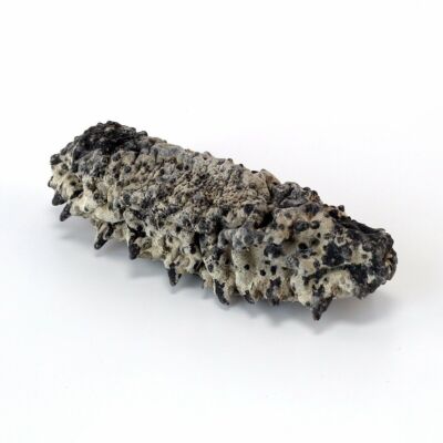 American Large Wild Caught Sea Cucumber 8 Oz