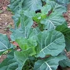 2,000 Georgia Collard Seeds Non-GMO Heirloom Free Shipping.