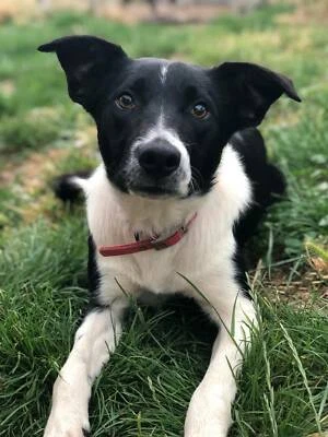 Mikey Short Haired Pure Bred Border Collie Dogs Puppies