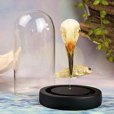 Z45b (AP) Real Waterhen Bird Skull w/ Fish Taxidermy Oddities Curiosities Glass
