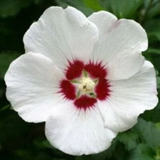 Rose of Sharon - Shrub Althea - Hibiscus 'Red Heart'