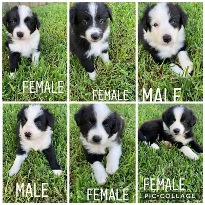 Border Collie Puppies Dogs Puppies Gumtree Australia Inverell