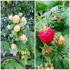 Obst-Pflanzen, Bäume & Sträucher Himbeere