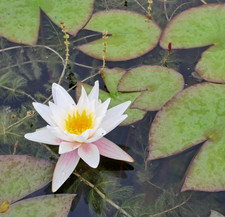 NINFEA BIANCA SELVATICA Nymphaea alba - Taglia grande per laghetti - Rizoma nudo