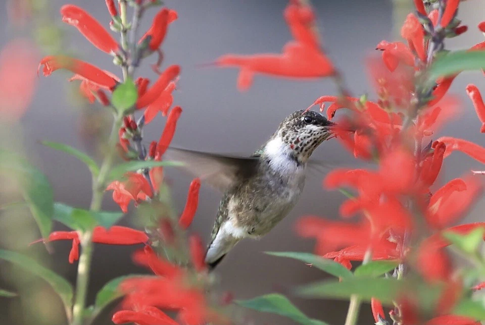 Texas Lady In Red Sage Salvia Coccinea 50 Seeds Bees Hummingbirds Butterflies - Image 4 of 4