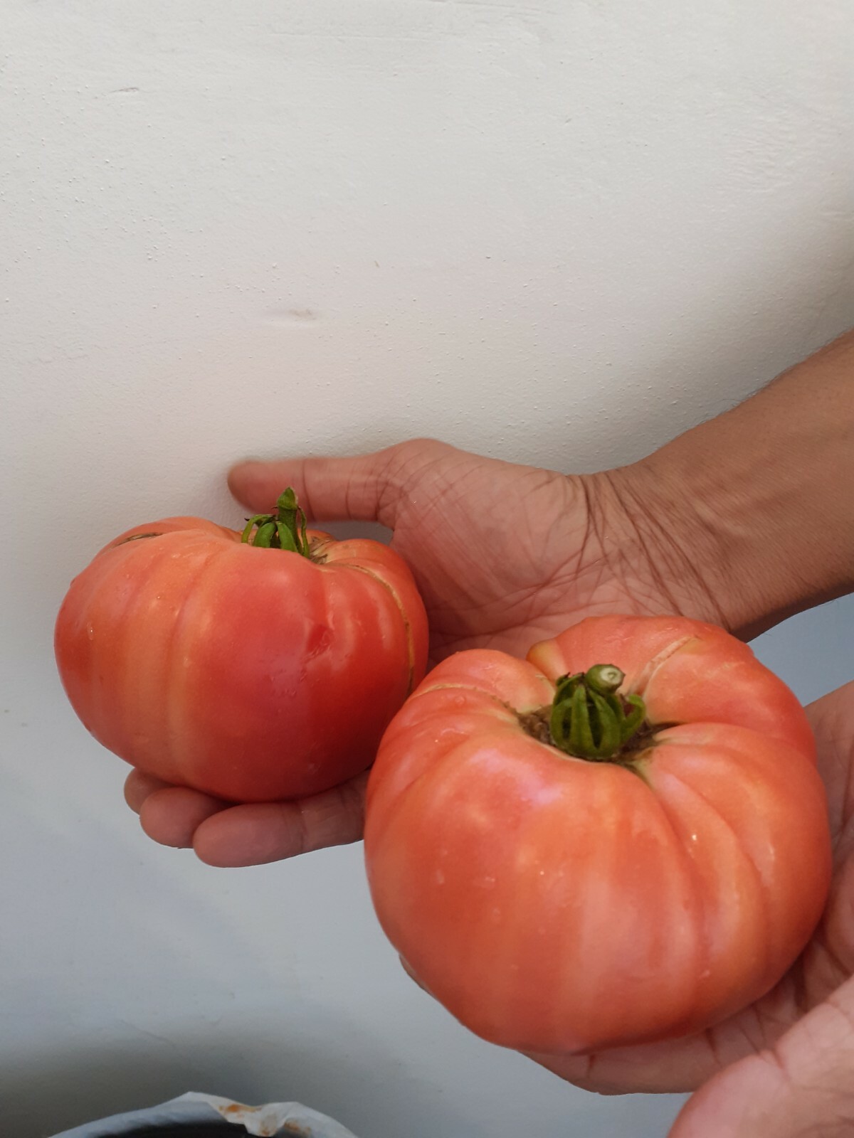 Tomato Red Brandywine Beefsteak Heirloom basis for Brandy Boy variant