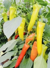 HUNGARIAN SWEET WAX PEPPER SEEDS Heirloom NON GMO Fresh Harvest Free Shipping