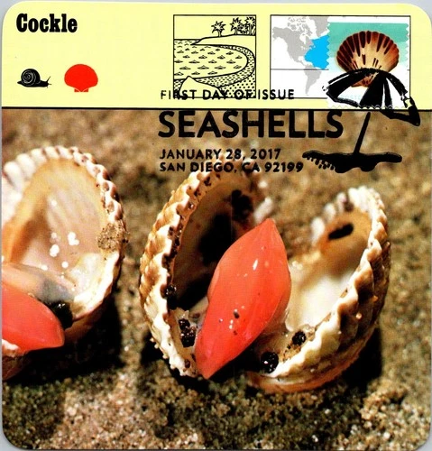 Dr Jim Stamps Maximum Card Seashells Calico Scallop Fdc