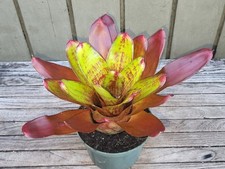 Neoregelia 'Jewelry shop' rare bromeliad 5''pot