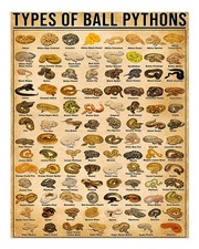 Types of Ball Pythons Poster Wall Art for Reptile Lovers Home Decor