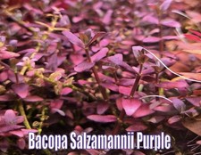 Bacopa Salzmanii Purple Stems Live Aquatic Plants Aquarium Plants Freshwater