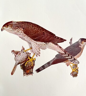 Cooper Hawk And Sharp Shinned 1936 Bird Art Lithograph Color Plate Print DWU12A