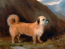 Oil painting nice animal Long-haired dogs in sunset landscape Hand painted