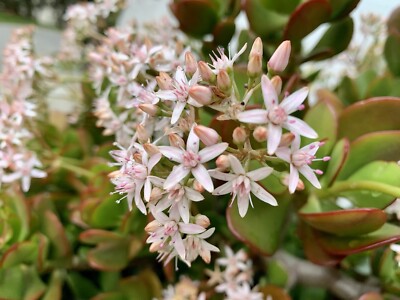 indoor plants which purify air Buy Best 6 Air Purifying Indoor Plants Pack online from Nurserylive at  lowest price main image 0