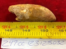 Rare Carcharodontosaurus Dinosaur Tooth T Rex Cousin 95 Mil Yrs Fossil 2 5/8”