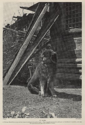 Tibetan Mastiff ''Home'' - 1934 Vintage  Dog Art ''Photo'' Print - CUSTOM MATTED
