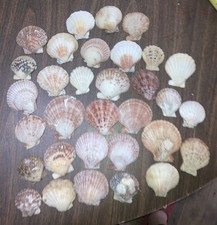 Lot Of 32 Natural Collected Scallop Shells