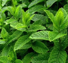 Peppermint Pure Essential Oil 2.5 oz/75 ML  Free Carrier Oil 10 ML