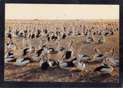 D9368 Australia SA William Creek Hotel Lake Eyre Pelican Breeding PU1985 postcar