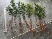 (one) Bare Roots Yew Podocarpus Macrophyllus Live Plant