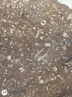Natural Crinoid Fossils Death Bed Cluster Slab Orodovician - Arkansas 20lb #2 — photo 2