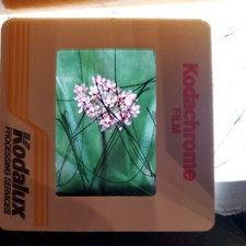 Box Of 50 Vintage Kodachrome Type Film Slides