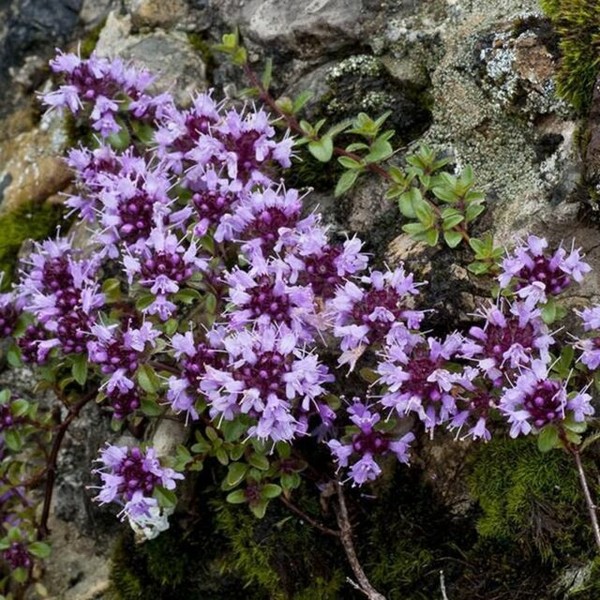 100 Creeping Thyme Seeds Thymus Serpyllum Blue Rock Cress Flower Seed