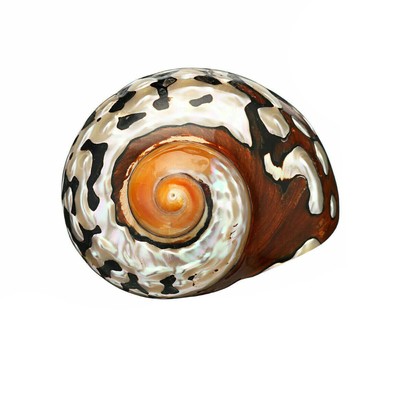 6-9.5cm Natural African Turban Sea Shell Coral Conch Snail Home Fish Tank Decor