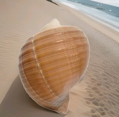 Natural Tonna Galea Shell 5.25'' L  4'' W Seashell Ocean Florida Coastal Beach 