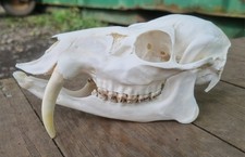 Taxidermy Chinese Water Deer Buck Skull Very Old