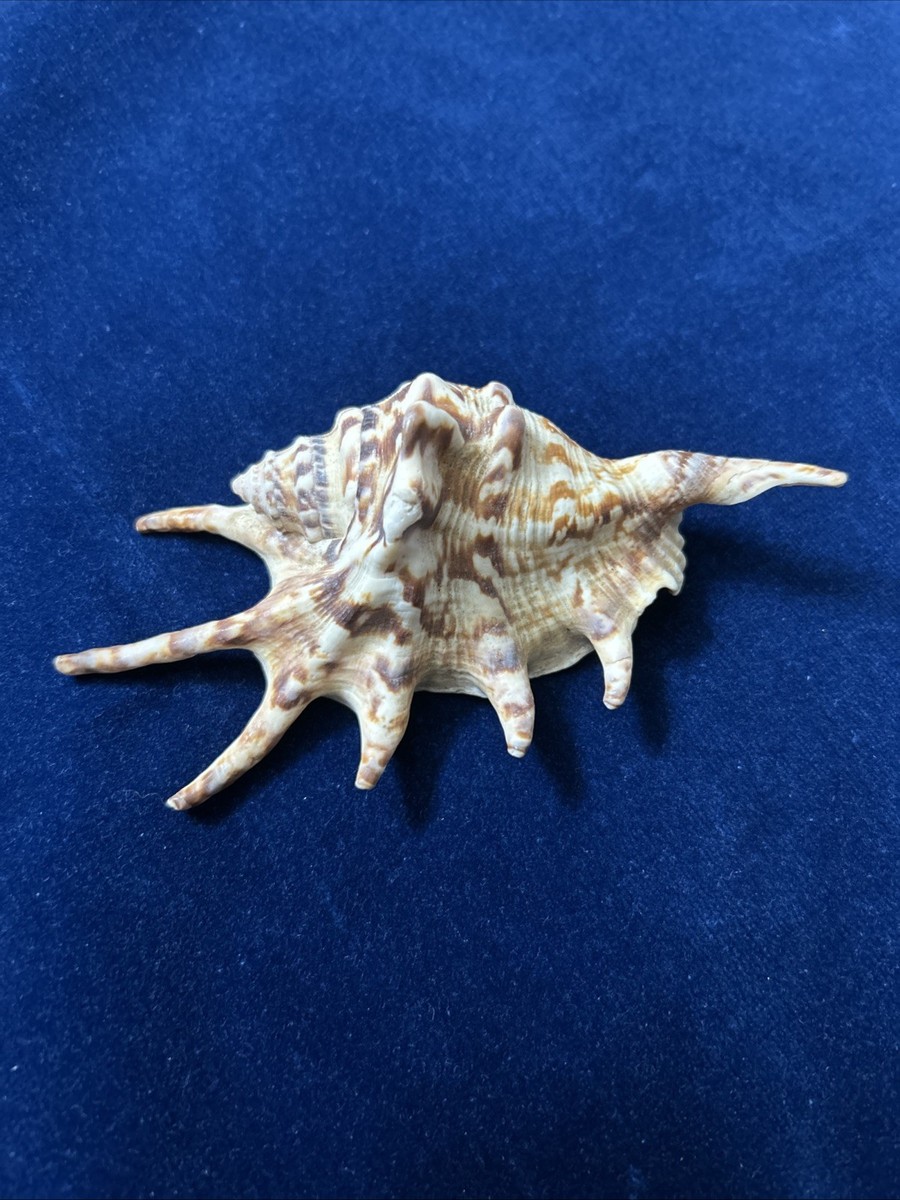 Seashell Large Lambis Spiked Spider Conch Beige Rare Real Aquarium
