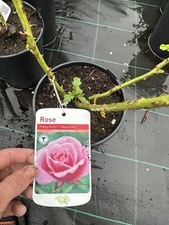 POTTED ROSE 'PRETTY POLLY' Miniature/Patio Rose (Pink Flower) 3 litre Pot