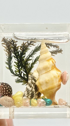 Vintage MCM Lucite Shell Water Paperweight Florida - Picture 4 of 9
