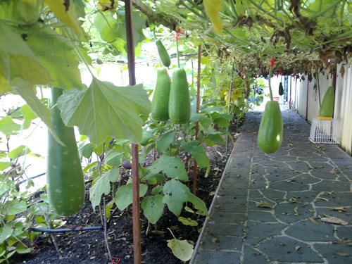 Bottle Gourd 7 Seeds Bangladeshi Lau Asian Long Melon Calabash Indian Lauki - Picture 7 of 7