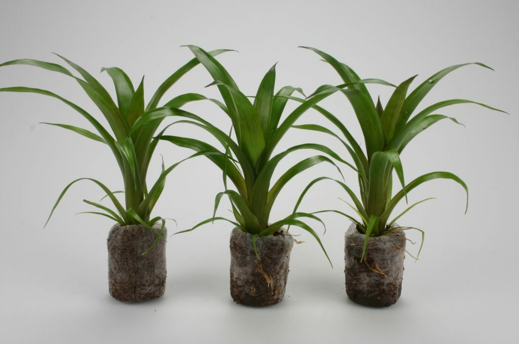 25mm Jiffy Coir Pellets Plugs Propagation Grelly UK