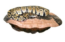 Magnaturals Large Mushroom Ledge