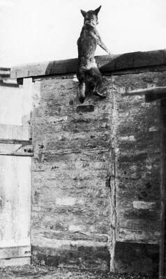 French Red Cross Dog being put through its paces, Old Photo