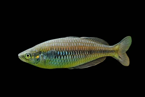 Rainbow Fish Lake Kurumoi Melanotaenia Parva