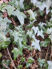 5 English Ivy Stems Cuttings 10 Inches
