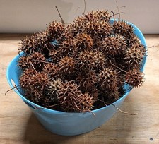 Sweet Gum Balls/ Spikey Balls/ Witches Burrs 150 Count Stem On