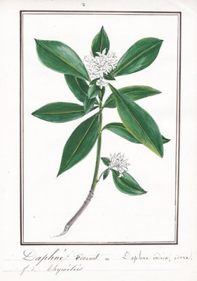 Daphne indica odora flower botany botany watercolor watercolor drawing 1830