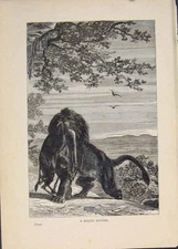 Old Antique Print Lion Hunter Lions Kill Buck Cat Cats African Animal Art
