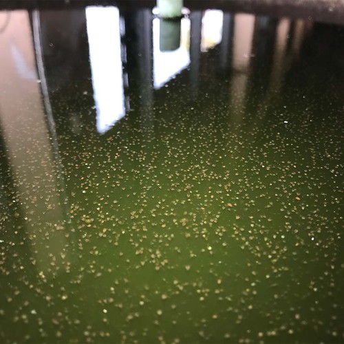Huevos Moina Macrocopa (pulgas de agua) alimento vivo para peces para incubar y cultivar - Imagen 7 de 10