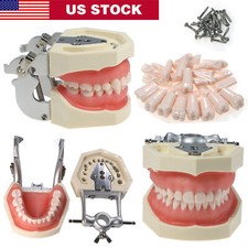 Dental Typodont Model Kilgore NISSIN 200 Type With Removable Screw-in Teeth US