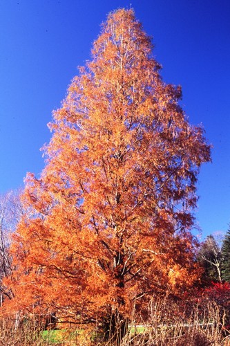 Dawn Redwood seedling (Metasequoia glyptostroboides) - Parkland - Bonsai - 30cm - Picture 7 of 20